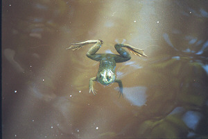 frog_swimming.jpg