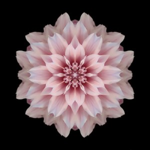 Flower Mandala by David J Bookbinder